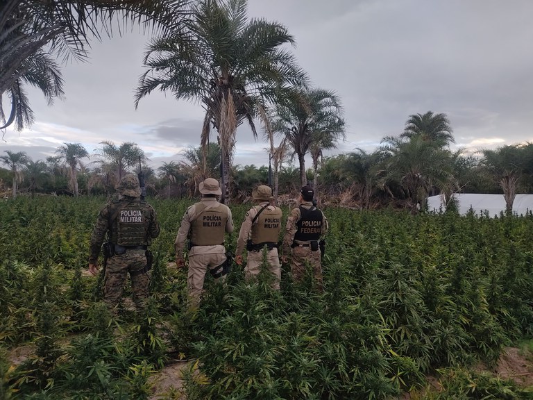 Maconha-na-Bahia-com-agentes-Agencia-PF PF erradica mais de 5 mil pés de maconha no norte da Bahia