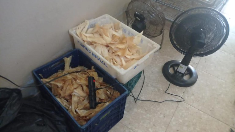 Barbatanas-Agencia-PF-3 PF apreende mais 1 tonelada de barbatanas de tubarão no sul do Espírito Santo