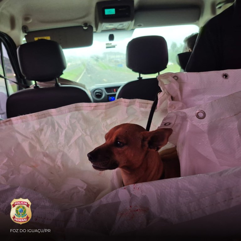 Cachorro-resgatado-Agencia-PF-2 Policiais federais resgatam cachorro atropelado