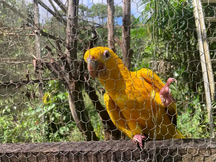 Arara-Garouba-Fabiola-Sinimbu-ABr Captura e domesticação colocam animais silvestres em risco