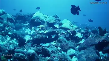 Coral-cabeco_branco_0-UFPE Unesco reconhece luta por preservação de corais em Pernambuco