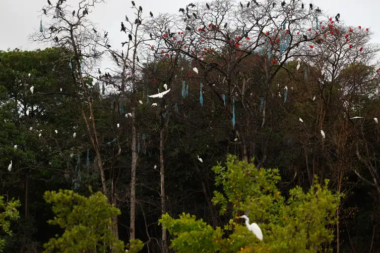 Guaras-garcas-e-biguas-Fernando-Frazao-ABr Parceria entre pesquisadores e comunidades protege mangues na Amazônia