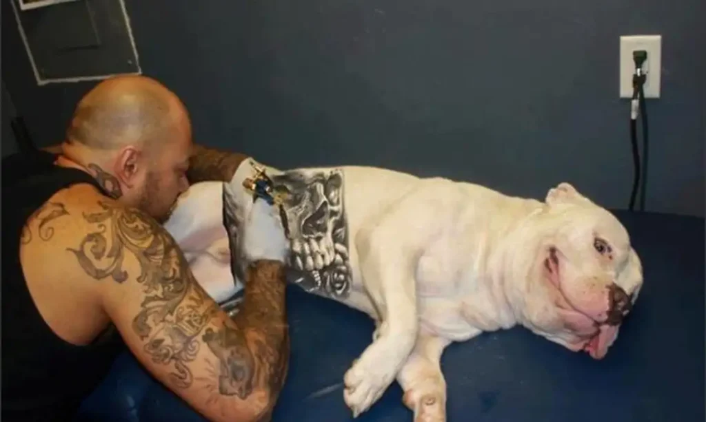 cachorro_tatuado02-Camara-Legislativa-DF-1024x613 Lei proíbe tatuagens e piercing em cães e gatos