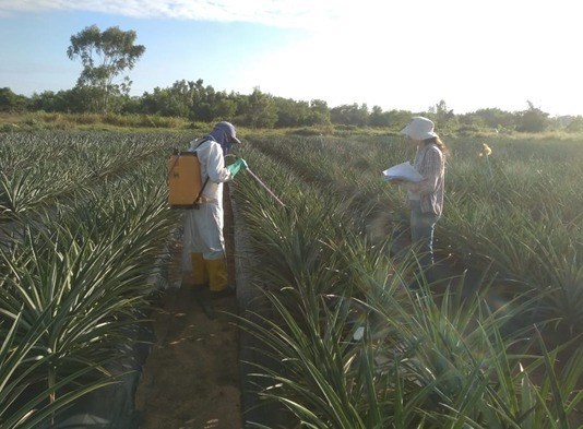 Abacaxi-Incaper Tecnologia permite colher abacaxi em épocas de melhor preço