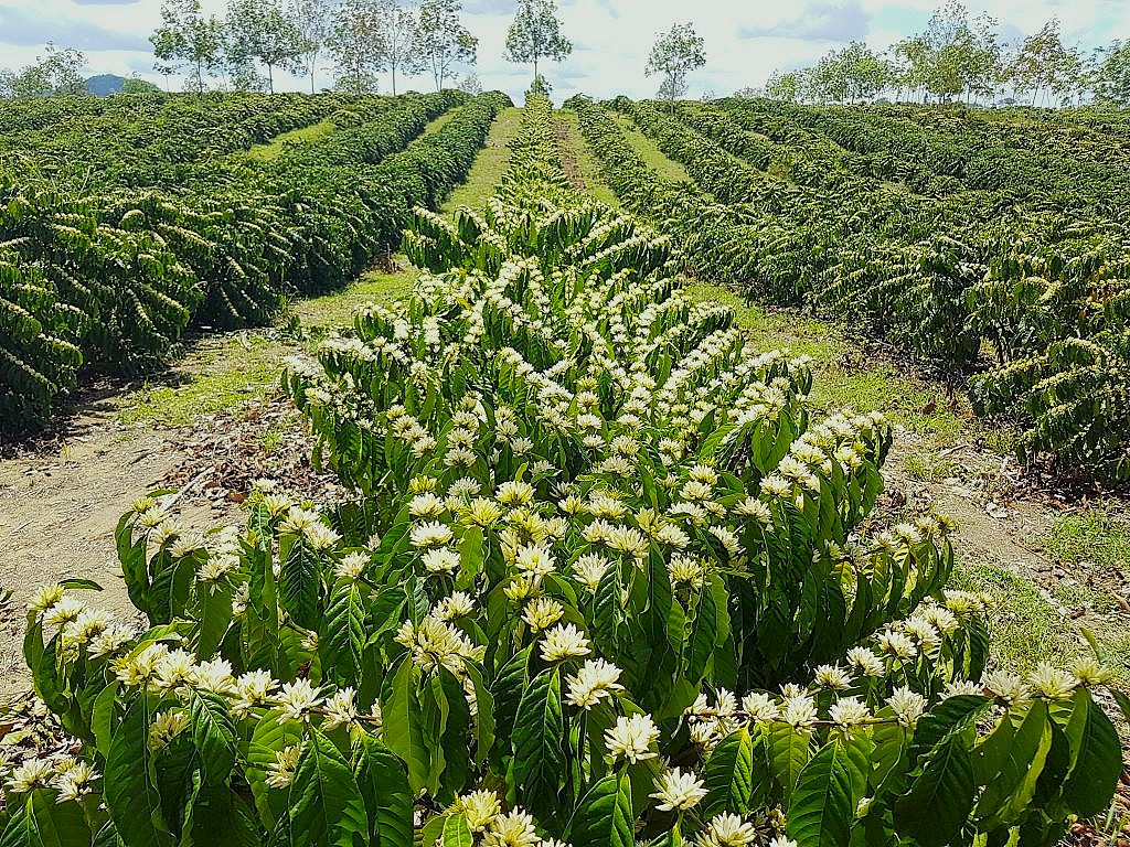 Cafezal-em-flor-PMJ Abertas inscrições para concurso de qualidade do conilon em Jaguaré