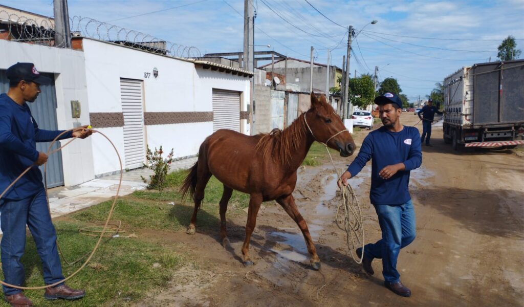 Cavalos-1-PMSM-1024x600 Prefeitura recolhe cavalos soltos em vias urbanas