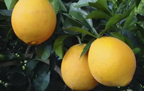laranja_embrapa Produtores brasileiros começam a sentir efeitos da taxação dos EUA