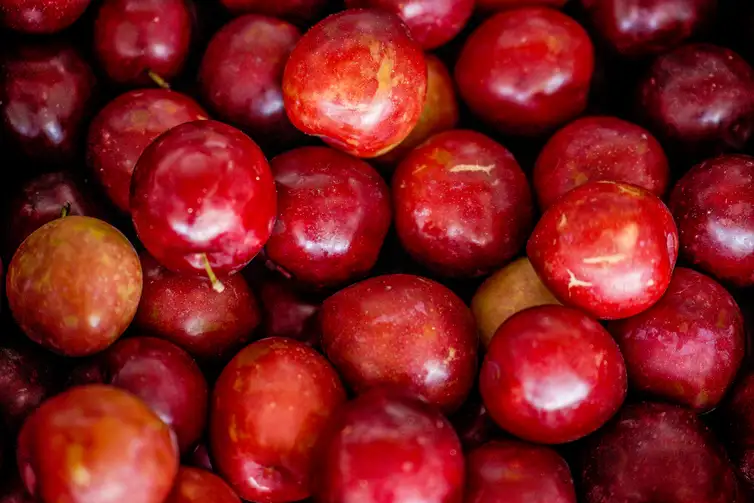 frutas-Rafa-Neddermeyer-ABr Medidas de apoio e defesa da soberania marcam 1 mês de tarifaço