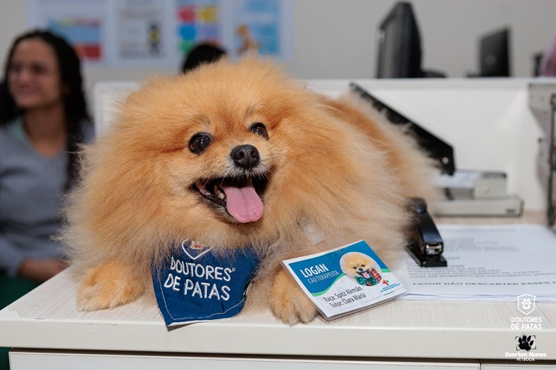 Cao-logan Visita canina traz alegria para pacientes do Hospital São Lucas