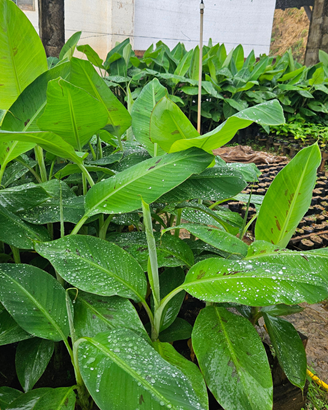 Banana-ambrosia-mudas-Incaper Incaper lança nova variedade de banana com mais produtividade e resistência