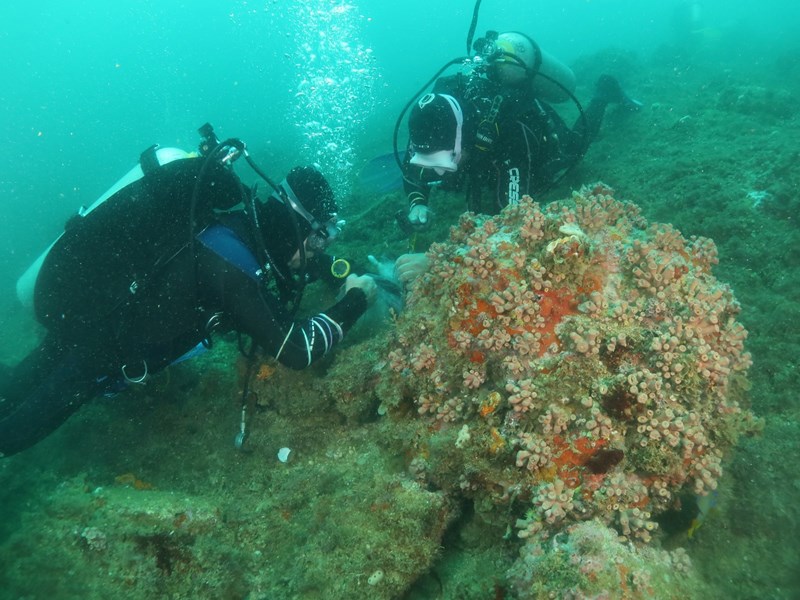 Coral-sol-Iema-3 Controle do coral-sol: expedições do Iema já removeram mais de 2 mil colônias invasoras