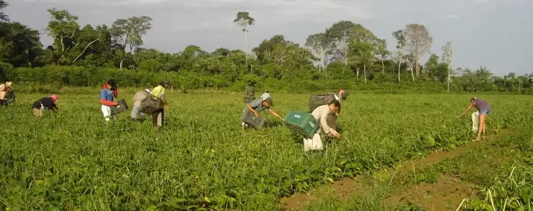 Colheita-de-feijao-rural-Emanuel-Cavalcante-Embrapa-Amapa-e1780052721852 Fim da jornada 6x1 opõe trabalhadores e empresários