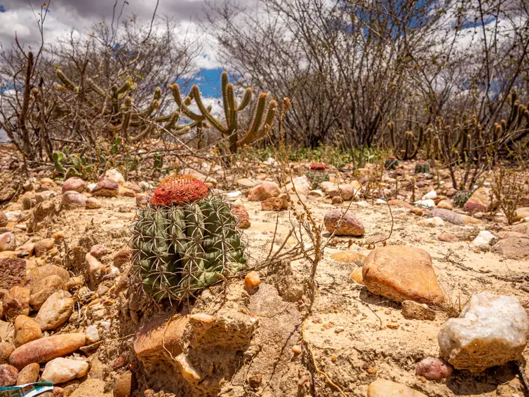Caatinga-cacto-ASA COP17 começa na Mongólia com foco em seca, terra e financiamento