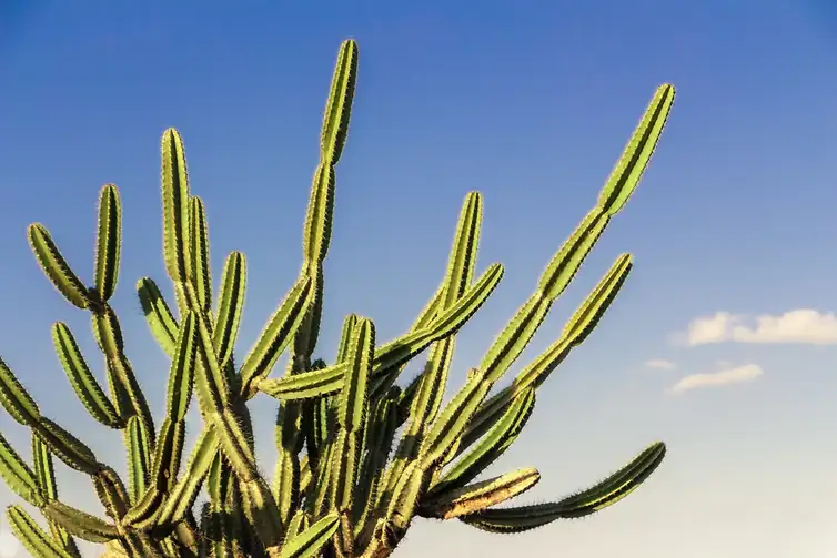 Deserto-cactos-da-caatinga-ASA Desertificação no Brasil ameaça segurança hídrica e alimentar
