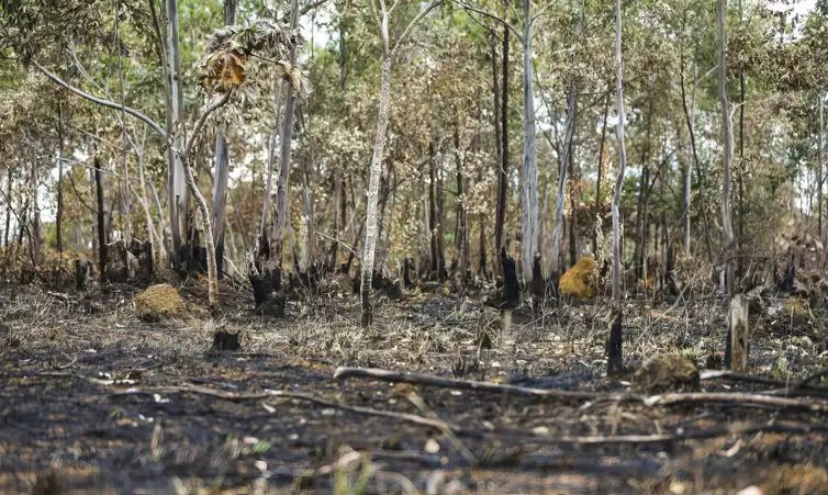 Queimada-no-cerrado-Marcelo-Camargo-ABr COP17 começa na Mongólia com foco em seca, terra e financiamento